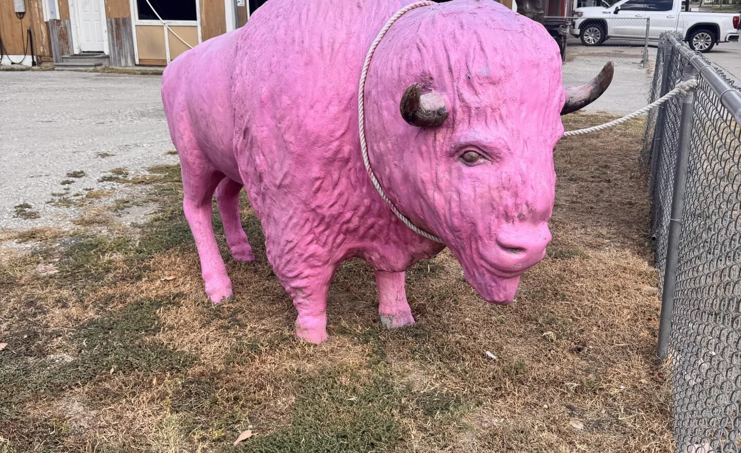 The big pink buffalo statue in front of Mendoza Leather on Wellington St, Greenville, Texas